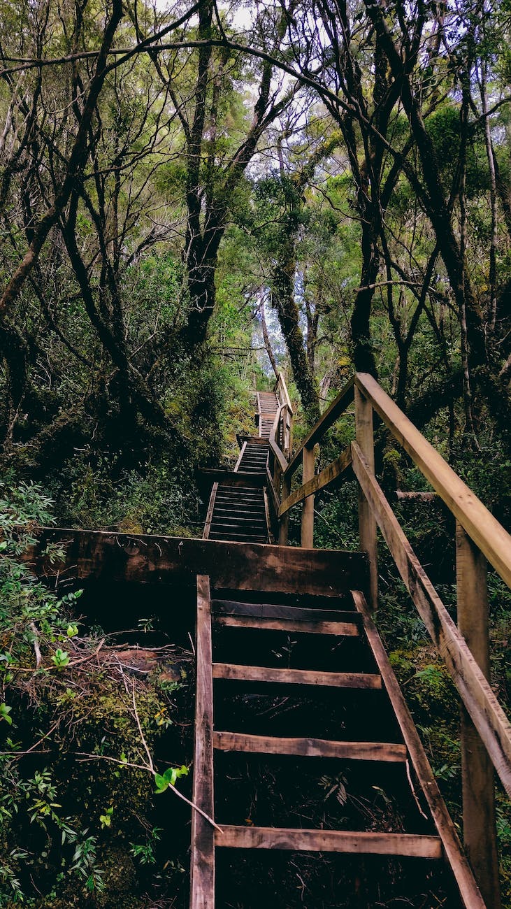 wood stairs landscape summer